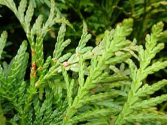 Thuja_occidentalis_BoWeitmarMatthaeusfriedhof230214_ho21.jpg