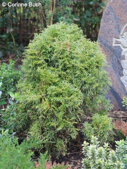 Thuja_occidentalis_Bochum_Wiemelhausen_150301_CB01.jpg