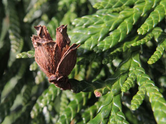 Thuja_plicata_BOWeitmar_Schlosspark_170115_ja01.jpg