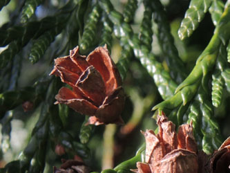 Thuja_plicata_BOWeitmar_Schlosspark_170115_ja02.jpg