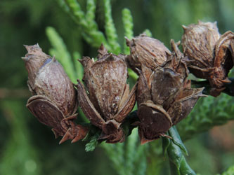 Thuja_plicata_BOWeitmar_Schlosspark_170115_ja07.jpg