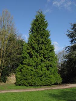 Thuja_plicata_WeitmarSchlosspark100410_ja01.jpg