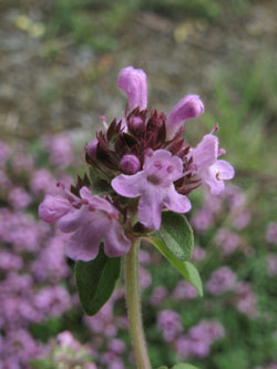 Thymus_pulegioides_070913_ja02.jpg