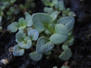 Thymus_pulegioides_141017_ja01.jpg