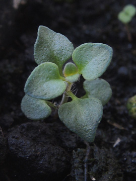 Thymus_pulegioides_141017_ja05.jpg