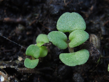 Thymus_pulegioides_270917_ja03.jpg