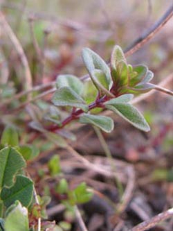 Thymus_pulegioides_BOGertheLothringen190510_ja02.jpg