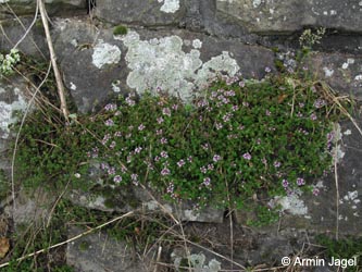 Thymus_pulegioides_BOKemnaderStausee020709_ja01.jpg