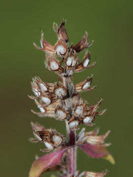 Thymus_pulegioides_Donau_170817_CB02.jpg