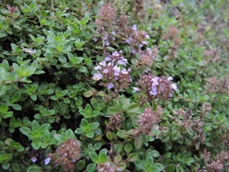 Thymus_pulegioides_GEOTag_2014_ja02.jpg