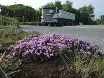 Thymus_pulegioides_Geseke_240517_ja04.jpg