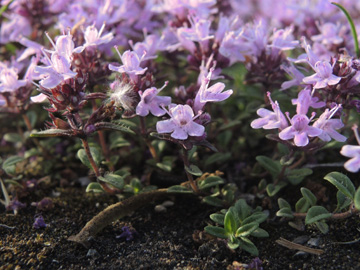 Thymus_pulegioides_Geseke_240517_ja06.jpg