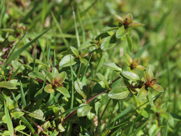 Thymus_pulegioides_Remscheid_Feldbachtal_101017_CB01.jpg