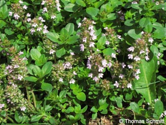 Thymus_pulegioides_WATZecheHolland180710_TS01.jpg