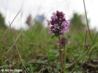 Thymus_pulegioides_WahnerHeide010712_ja01.jpg