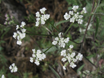 Torilis_arvensis_Eifel2012_Hatzenport090612_ja02.jpg