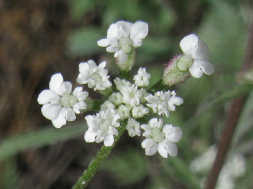 Torilis_arvensis_Eifel2012_Hatzenport090612_ja02_2.jpg