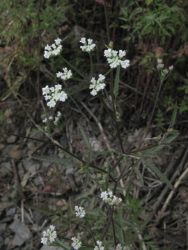 Torilis_arvensis_Eifel2012_Hatzenport090612_ja07.jpg