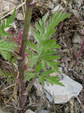 Torilis_arvensis_Eifel2012_Loreley080612_ja04.jpg