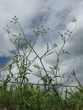 Torilis_arvensis_Eifel2012_Loreley080612_ja07.jpg