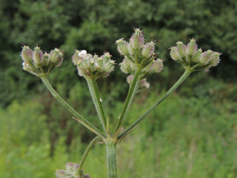 Torilis_japonica_ApiaceaeWorkshop2_300716_ja05.jpg