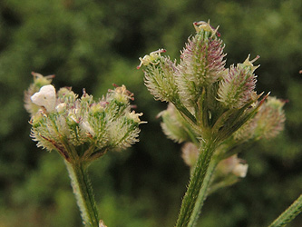 Torilis_japonica_ApiaceaeWorkshop2_300716_ja07.jpg