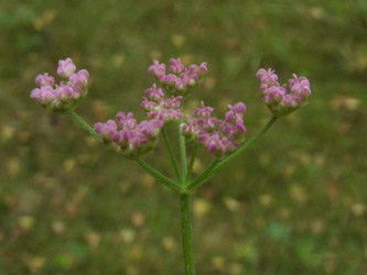 Torilis_japonica_Bielefeld_ja4.jpg