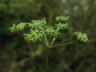 Torilis_japonica_Dachsbusch_Mosel2009_ja04.jpg