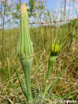 Tragopogon_dubius_SWD2009_TK96.jpg