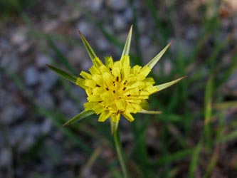 Tragopogon_minor_OrchideenwaldHuefingen_SWD2013_210713_ja02.jpg