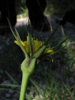 Tragopogon_minor_OrchideenwaldHuefingen_SWD2013_210713_ja03.jpg