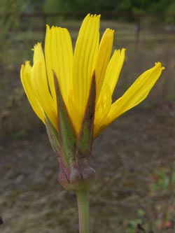 Tragopogon_orientalis_HAT2005_ja01.jpg