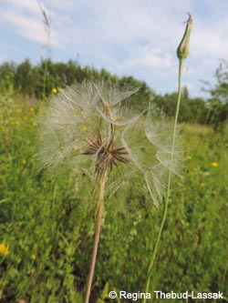 Tragopogon_orientalis_KoenigshovenerHoehe_Grevenbroich_110614_RTL01.jpg