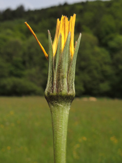 Tragopogon_orientalis_Kruth-Wildenstein_Vogesen2016_210516_ja01.jpg