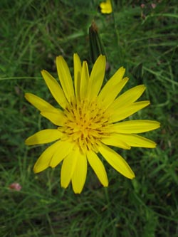 Tragopogon_orientalis_SWD_KaiserstuhBadbergl220509_ja01.jpg