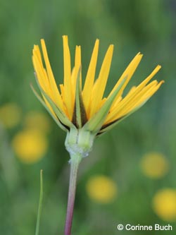 Tragopogon_orientalis_Uedesheimer_Rheinbogen_030514_CB02.jpg