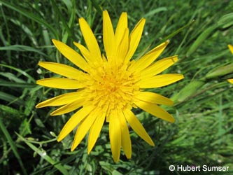 Tragopogon_orientalis_Uedesheimer_Rheinbogen_030514_HuSu01.jpg