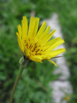 Tragopogon_pratensis_DOKirchderne100910_ja01.jpg