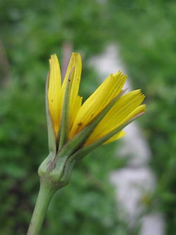 Tragopogon_pratensis_DOKirchderne100910_ja02.jpg