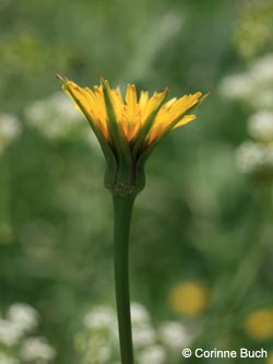 Tragopogon_pratensis_Eifel2012_WeinfelderMaar090612_CB01.jpg