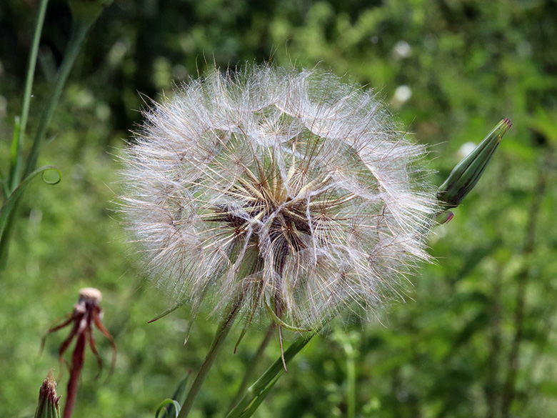 Tragopogon_pratensis_Geseke_100619_ja04.jpg