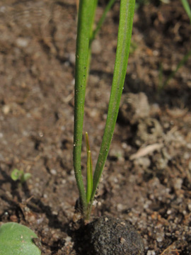 Tragopogon_pratensis_Koeln_Buergerpark_200817_ja02.jpg