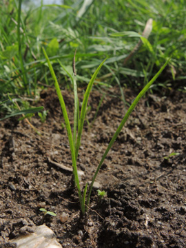 Tragopogon_pratensis_Koeln_Buergerpark_200817_ja04.jpg