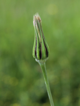 Tragopogon_pratensis_MonheimerRheinbogen_200517_CB01.jpg