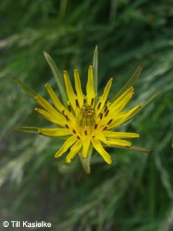 Tragopogon_pratensis_Weinfelder_Maar_090612_TK38.jpg