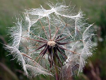 Tragopogon_pratensis_ho02.jpg