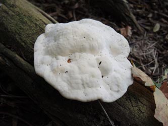 Trametes_suaveolens_Moehnesee_051014_ja01.jpg
