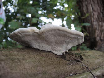 Trametes_suaveolens_Moehnesee_051014_ja03.jpg