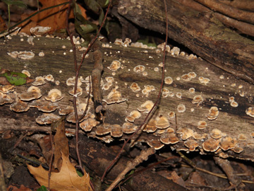 Trametes_versicolor_BOMailand_161016_Pilze_CB01.jpg