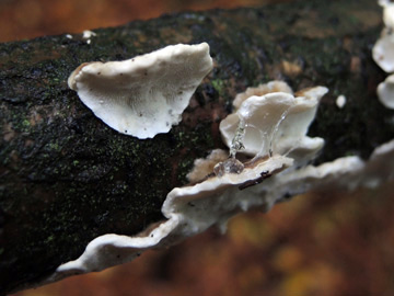 Trametes_versicolor_BO_Koenigsbuescher_Waeldchen_Pilze_ja03.jpg